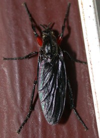 Bibio femoratus